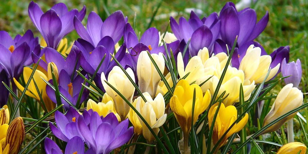 How To Grow Crocus Bulbs Dutchgrown™ 8640