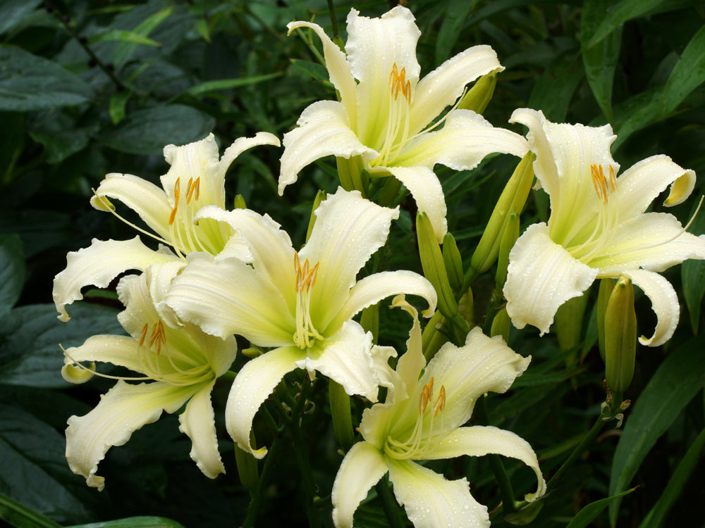 Growing Guide: How to Grow Daylily (Hemerocallis)