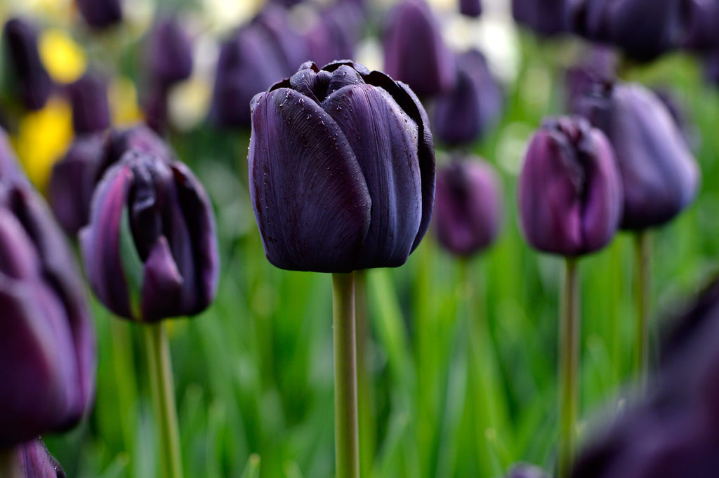 Black Tulips - Are They Really Black in Color? - Article onThursd