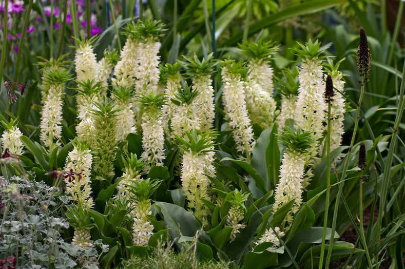 Growing Guide: How to Grow Eucomis (Pineapple Lily)