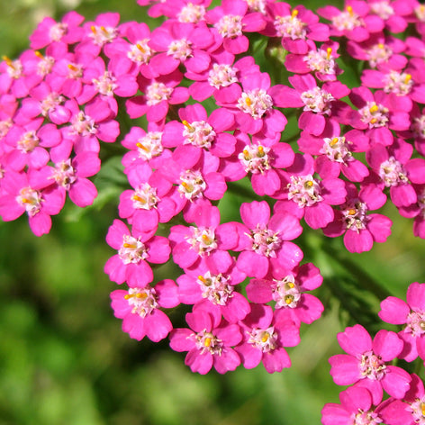 Achillea (Yarrow) Plants