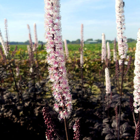 Actaea (Baneberry) Plants