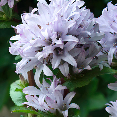 Campanula Bare Roots — Buy bellflowers online