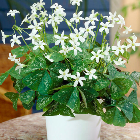 Oxalis (False Shamrock)