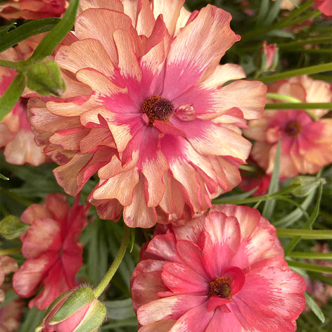 Buy Ranunculus Corms