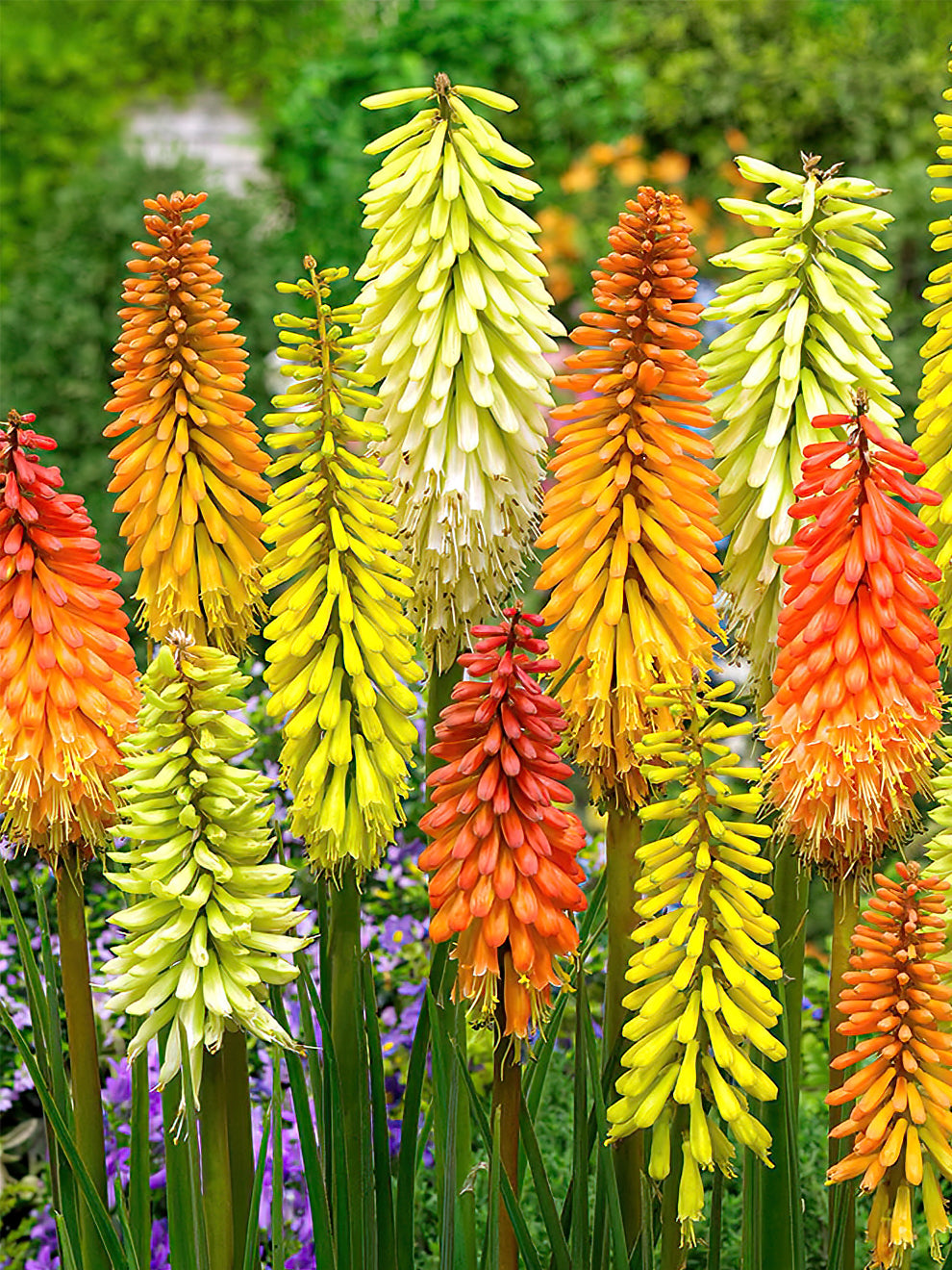 Red Hot Poker (Kniphofia)