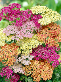 Achillea Summer Pastels (Yarrow)