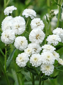 Achillea ptarmica Diadem (Yarrow)