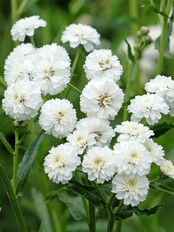 Achillea ptarmica Diadem Bare Root Plants