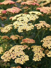 Achillea Peachy Seduction (Yarrow)