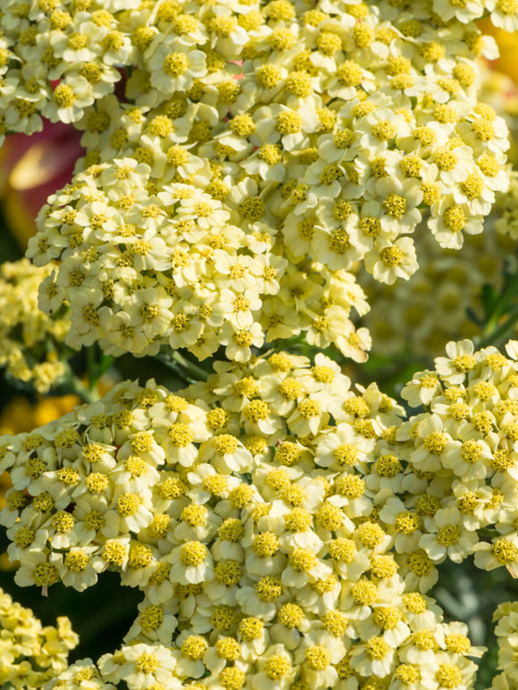 Achillea Creme de la Creme bare root plants