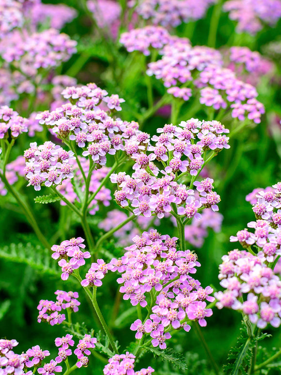 Achillea Ending Blue