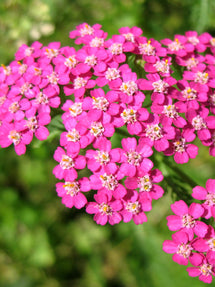 Achillea Lightning Pink (Yarrow)