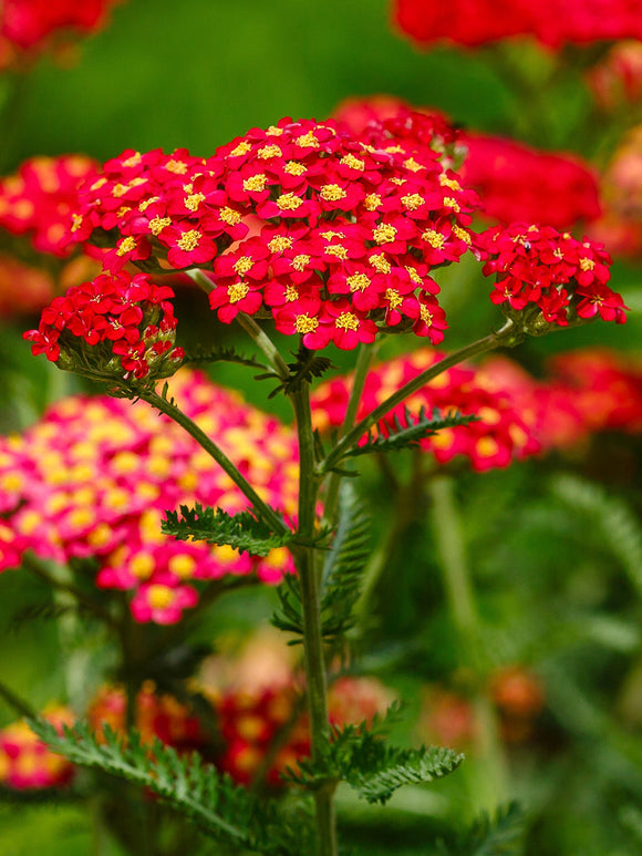 Achillea Rainbow Sparkling Contrast Bare Root Plants Yarrow