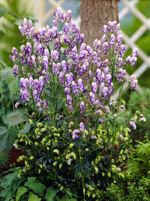 Aconitum Bicolor (Monkshood) Plants