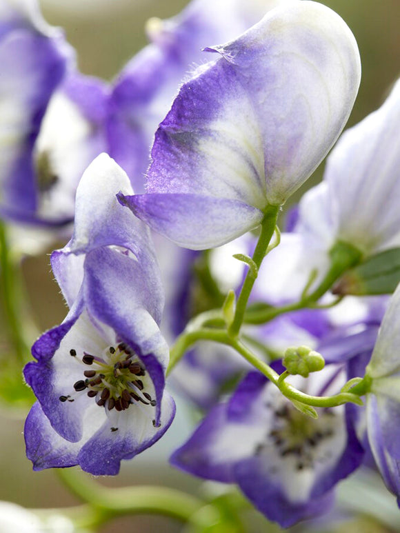 Bare Root Plants Aconitum Bicolor (Monkshood)