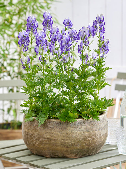 Bare Root Aconitum Bicolor (Monkshood)