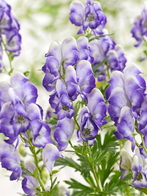 Aconitum Bicolor (Monkshood) Bare root plants