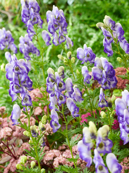 Aconitum Bicolor (Monkshood)