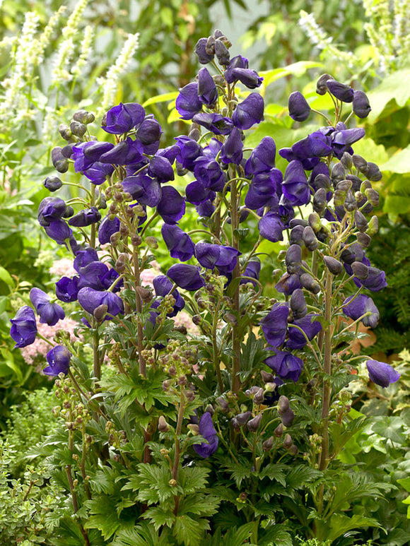 Aconitum Royal Flush (Monkshood) Bare Root Plants