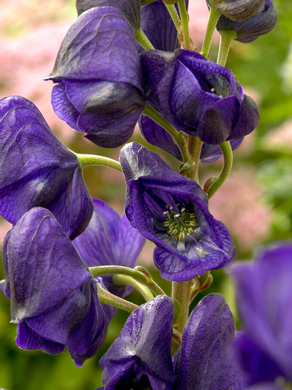 Bare Root Plants Aconitum Royal Flush (Monkshood)