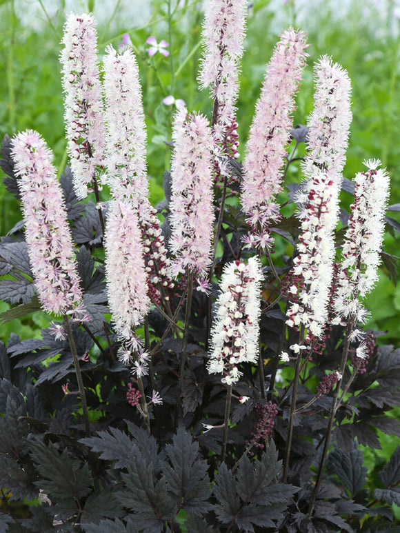 Actaea simplex Chocoholic (Baneberry) Bare Root Plants