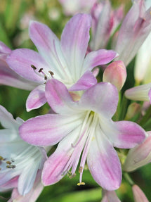 Agapanthus Blush Pink