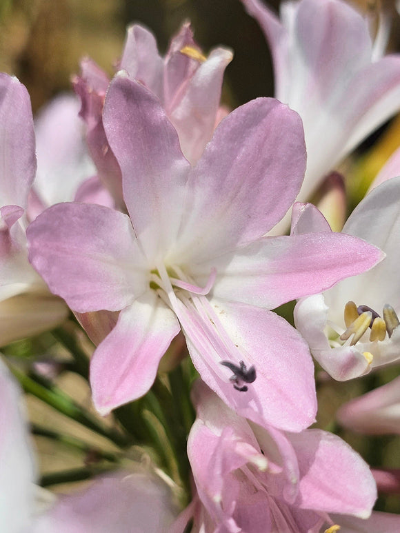 Agapanthus Blush Pink