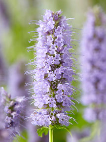 Agastache Blue Fortune (Anise Hyssop)