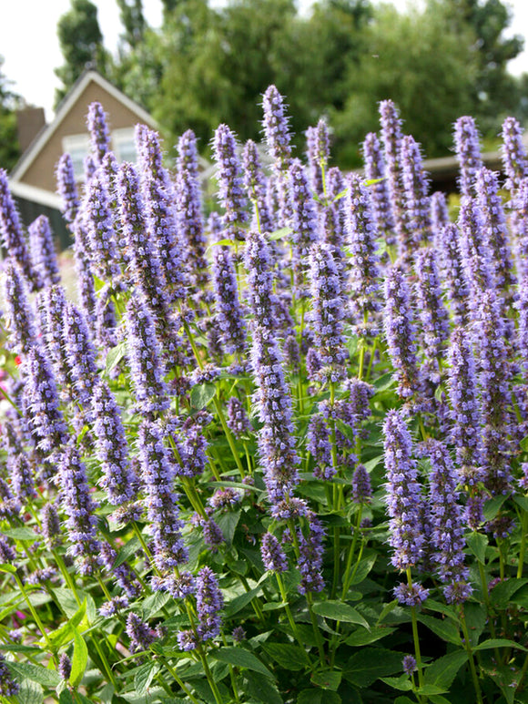 Agastache Blue Fortune (Anise Hyssop) Bare Root Plants