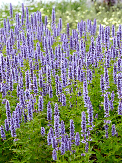 Agastache Blue Fortune (Anise Hyssop) Roots