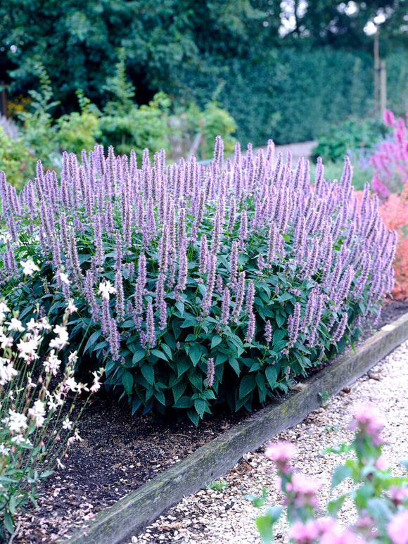 Bare Root plants Agastache Blue Fortune (Anise Hyssop)