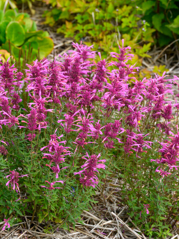 Bare root plants Agastache Rosie Posie (Anise Hyssop)