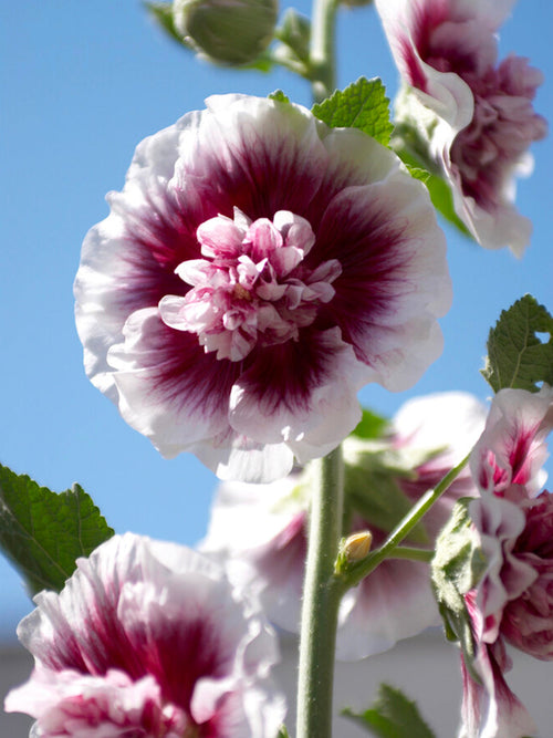 Alcea Creme de Cassis (Hollyhock)