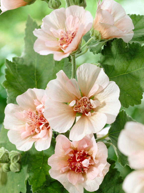 Alcea Park Frieden (Hollyhock)