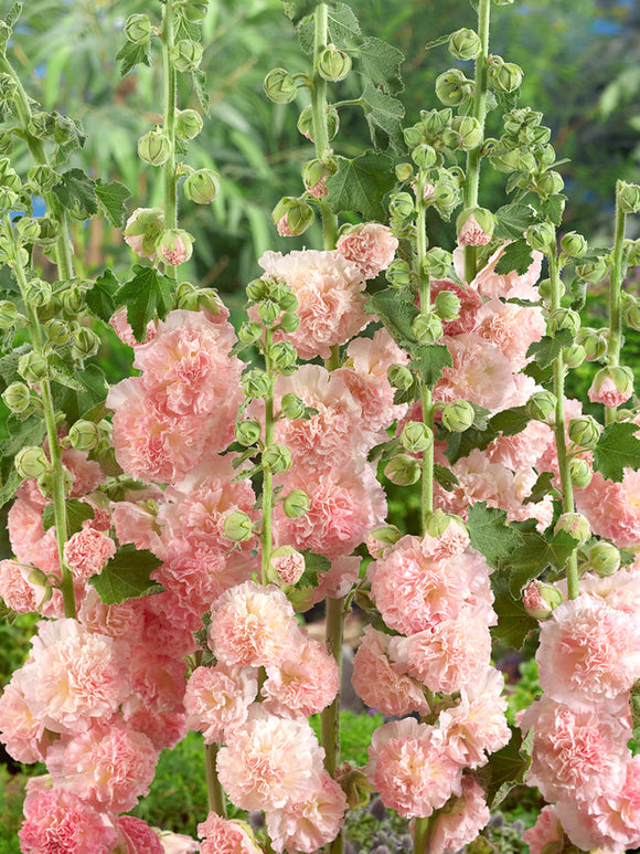 Alcea Peaches and Dreams (Hollyhock) Bare Root Plants