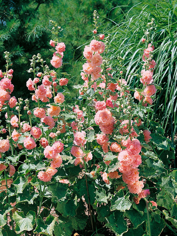 Hollyhock Peaches and Dreams