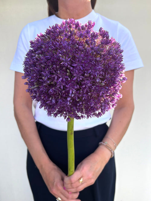 Allium Globemaster Bulbs - Giant Purple Blooms by DutchGrown™