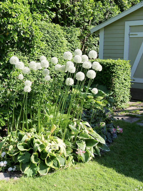 Mount Everest Alliums - White Allium Flowers