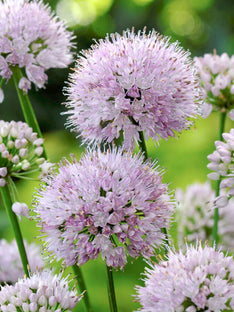 Allium Summer Beauty