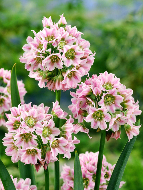 Allium Tripedale (Nectaroscordum)