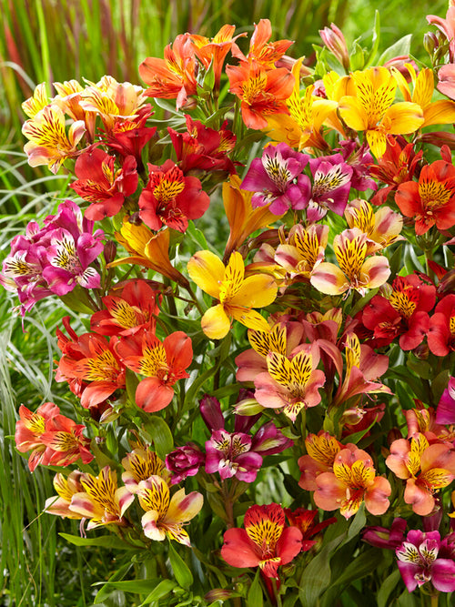 Alstroemeria Majestic Mix (Peruvian lilies)