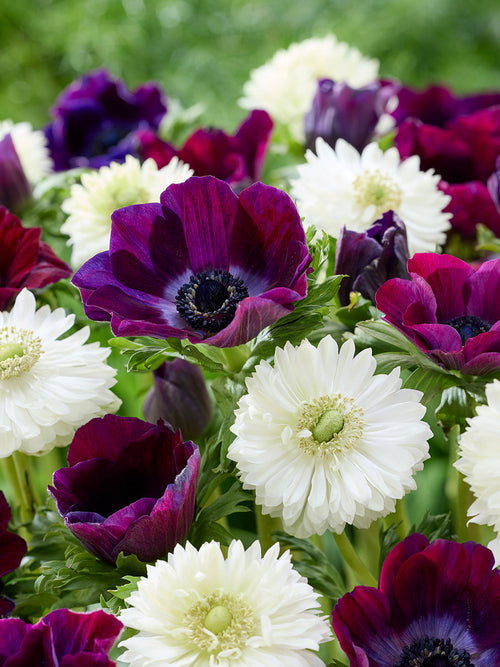 Buy Anemone Bulbs Bordeaux At a Glance Collection