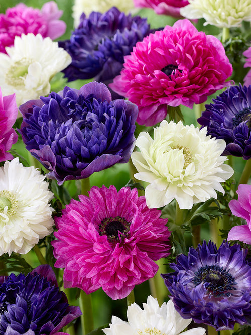 Anemone Bulbs Crush On You Collection