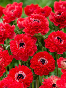 Anemone Fullstar Red