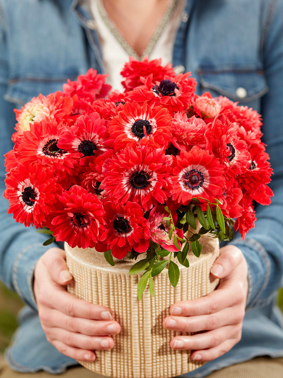 Anemone bulbs Fullstar Red