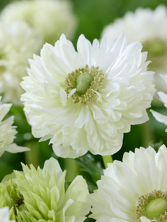 Delivery to Europe from Holland, Anemone Fullstar White