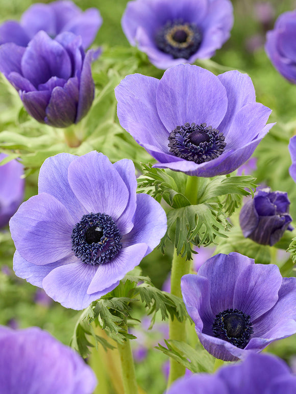Anemone Galilee Blue, shipping to Europe in Autumn