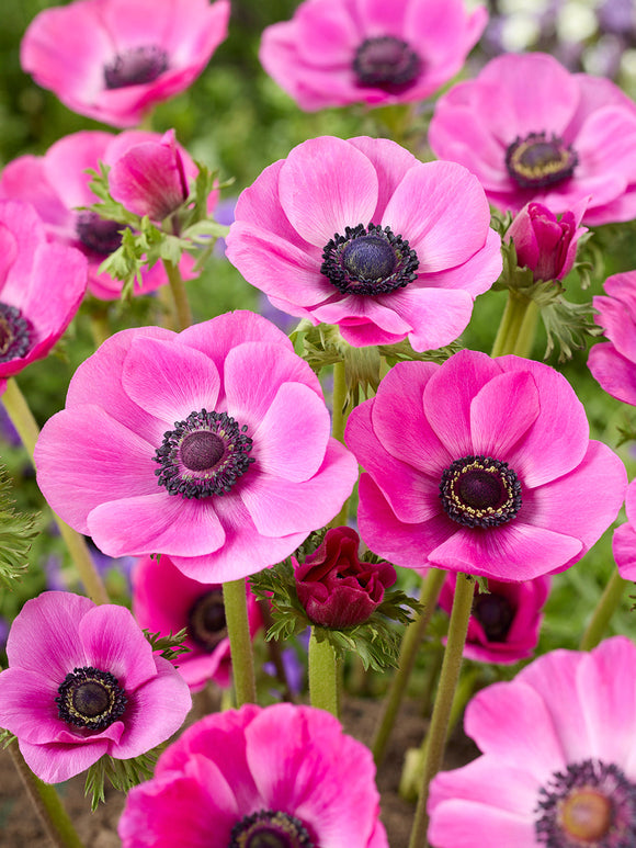 Buy Anemone Galilee Pink