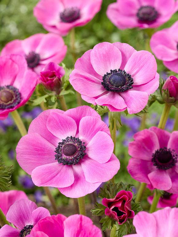 Anemone Galilee Pink, shipping to UK